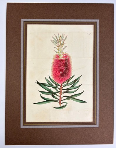 Metrosideros speciosa - metrosideros,