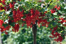 Pianta piantina ribes in - pianta/piantina,