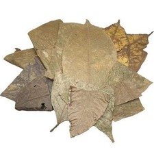 AquariumLine Cacao Blatter 10pz foglie di cacao per acqua dolce