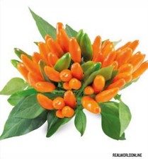 Peperoncino Stromboli – 50