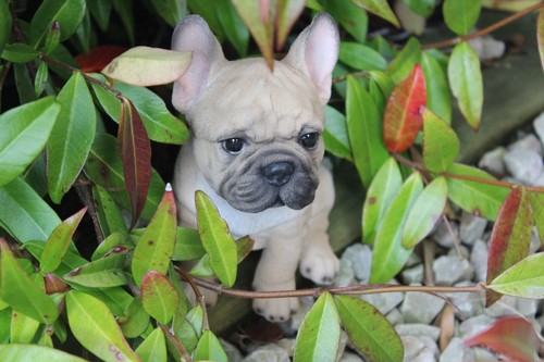 Vivid arts bulldog francese - vivid,