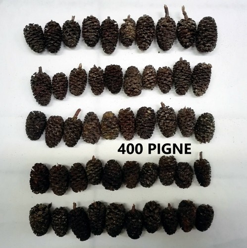 400 pigne ontano - pigne, di