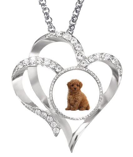 Toy poodle dog - dog, pet