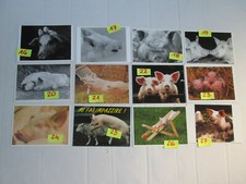  CARTOLINA MAIALI MAIALINI 10