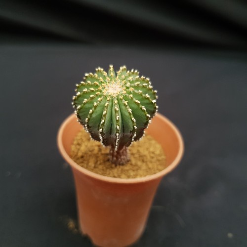 H12 geohintonia mexicana - h12:,