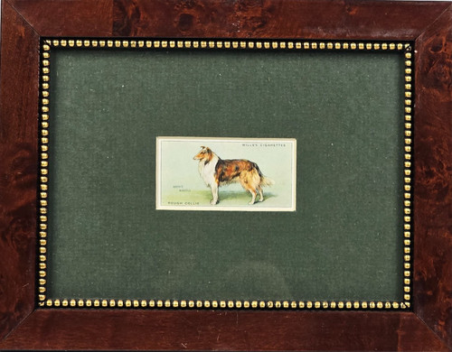 Miniatura cane rough collie - miniatura,