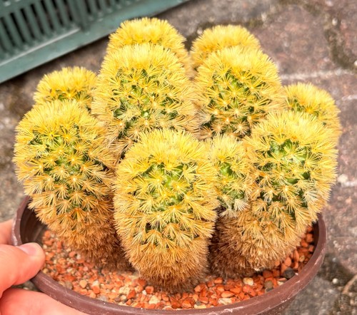 Carmen pincushion cactus - ,