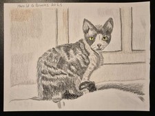 Devon Rex Cat. Ritratto