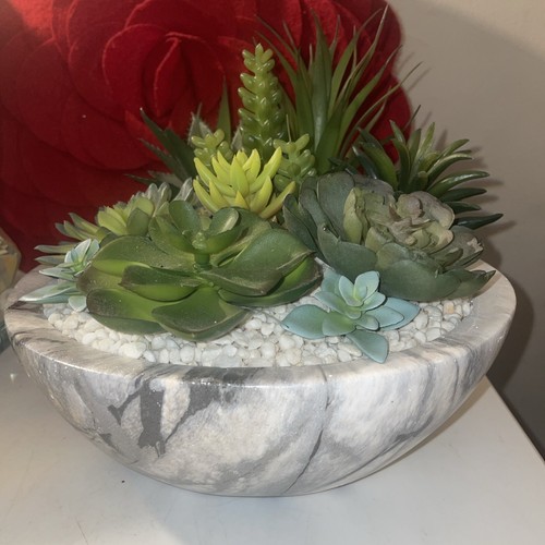 Succulente ciotola di - in,