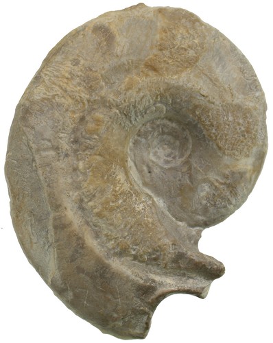 Malm glochiceras subclausum - glochiceras,