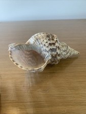 Rare Coquillage Charonia