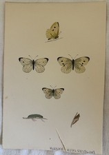 Farfalle litografia pieris - farfalle,