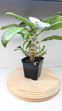 Pachypodium baronii sp