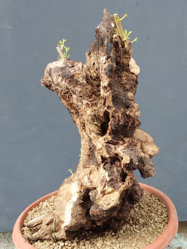Bonsai olivastro 50x30cm - bonsai, in
