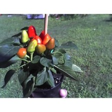 PEPERONCINO " Fuoco della prateria " 25 SEMI