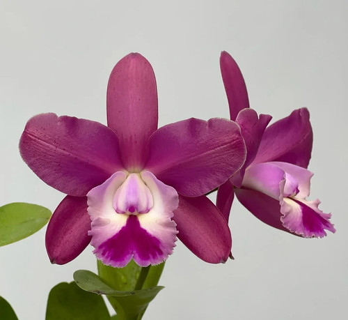 Cattleya brabantiae - cattleya,