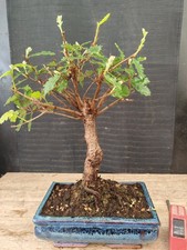 bonsai  quercia   h 35 cm