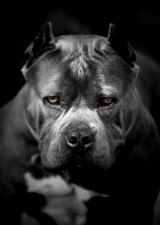 PITBULL DOG - IDEA REGALO /