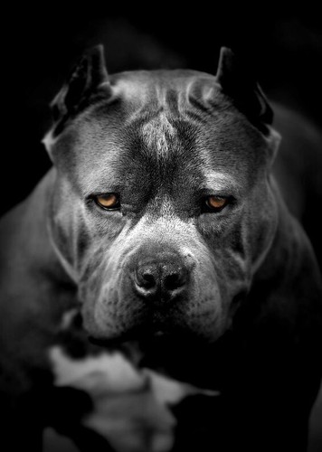 Pitbull dog idea regalo - pitbull, /