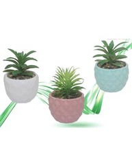 Vaso In Ceramiche Per Piantine