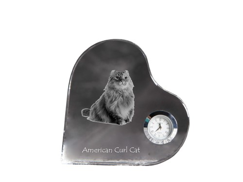 Gatto riccio americano
