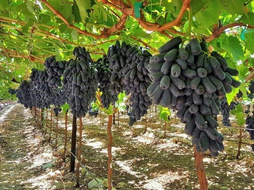 Moondrop grape uva - -,