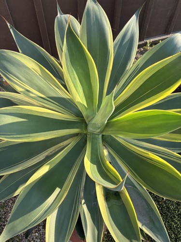 Agave blue flame variegated - ,