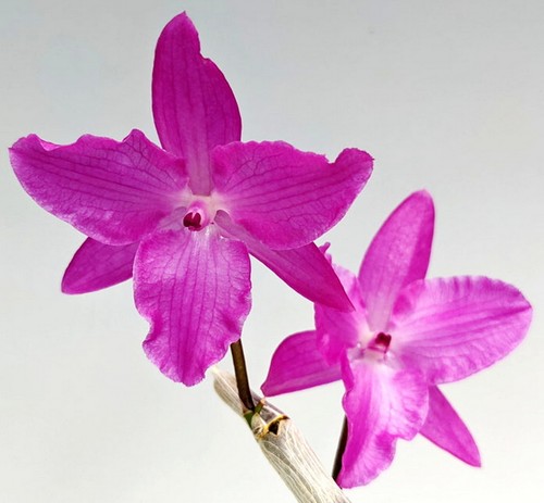 Dendrobium parrocchii var