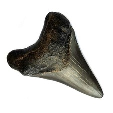 TENET - FOSSILE (DENTE DI CARCHARODON MEGALODON) VERO
