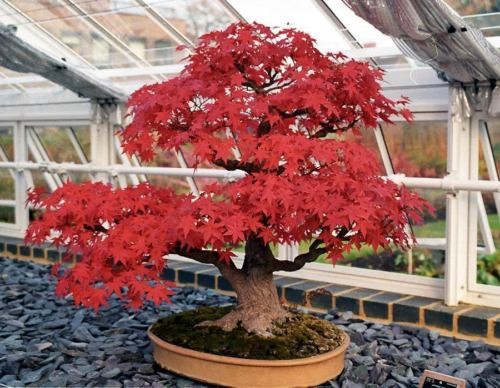 Acero rosso bonsai acer - bonsai, rubrum