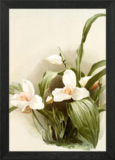 Lycaste Skinnerii Armeniac con