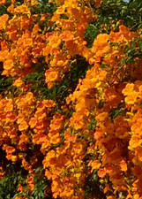 5 PZ Pianta di Bignonia