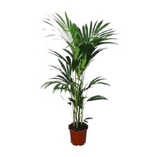 Howea forsteriana (Kentia) -