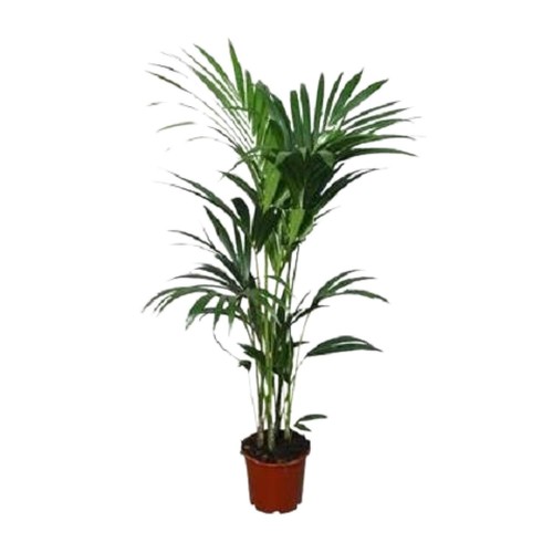 Howea forsteriana - , (kentia)