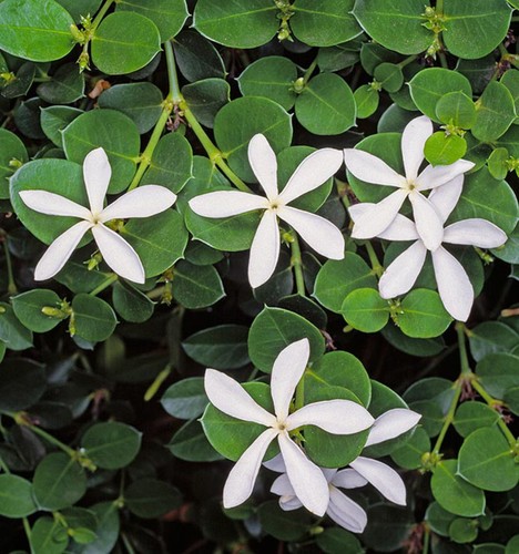 Carissa grandiflora - ,