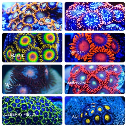 Coral frag confezione - coral,