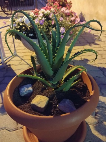 Talee grandi aloe - 6,