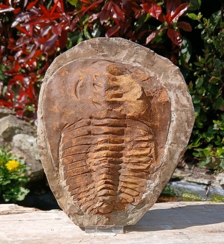 Cambropallas trilobite fossil - cambropallas,