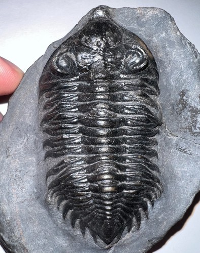 Rarissimo fossile trilobite - rarissimo,