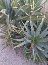 3 Aloe foglie fresche dalla