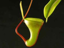 PIANTA CARNIVORA - NEPENTHES