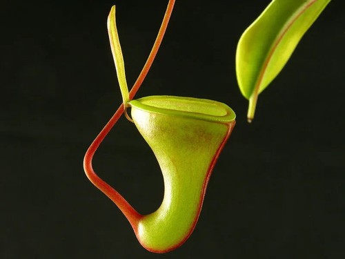 Pianta carnivora nepenthes - pianta,