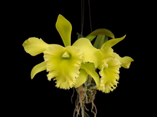 Profumo orchidea cattleya - profumo,