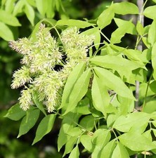 Fraxinus ornus | Cenere di manna | Cenere da fiore - Cenere di manna | Cenere da fiore