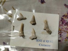 Dente di squalo cretaceo