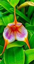 Masdevallia Orange Spring NEW pianta fiorita orchidee Dracula