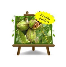 Noce Pecan Cheyenne Frutto