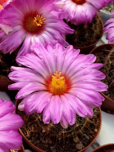 Thelocactus bicolor - , v