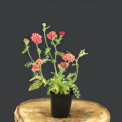 Achillea con pianta - , di