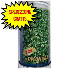 SGARAVATTI DICHONDRA REPENS